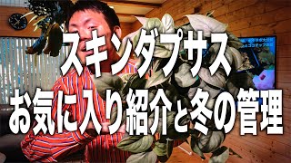 【室内管理】スキンダプサスの紹介と冬の管理方法【観葉植物】