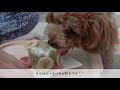 【らら★１歳のお誕生日♪】ハッピーバースデー動画☆　犬用ケーキを手作りしてお祝いしたよ＾＾！