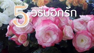 5วิธีบอกรัก วาเลนไทน์ ด้วยดอกไม้ (How to say I love you in valentine with flowers) Farm Staion