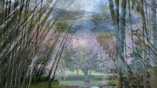 荒井城址公園 2020 桜 Cherry Blossoms