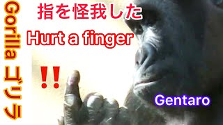 Gentaro痛い！ゲンタロウ「指を切ってもた！」ペロペロ舐めて治す🌸Cut finger! He tried to heal his finger by licking【Gorilla House】