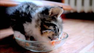 Hungry Kitten Tries Wet Food For The First Time