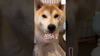 【爆笑】柴犬が『うん』って返事！ママとの意志疎通が可愛すぎる🤭　#柴犬　#犬　#かわいい #おもしろ  #shorts