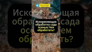 Искореняющая обработка сада осенью. Чем обработать ?🍀#дача #огород #сад