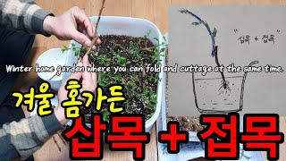 삽목과 접목을 한 번에~~  겨울 홈가든 Winter home garden where you can fold and cuttage at the same time.