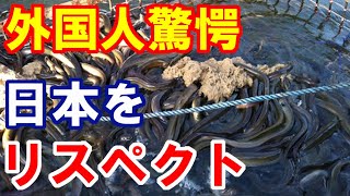 【海外の反応】日本の国民食ともいえる高級食材ウナギの養殖始めた米国人に海外が感動