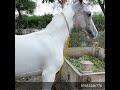 horses for sale خوبصورت وچھیری وچھیرے فار سیل ghory 4 sale malik farm