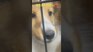 シェルティの鳴き声が可愛い❤️ #シェットランドシープドッグ #dog #シェルティー #いぬ #cute #こいぬ #animal #仔犬