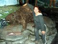 nice giant beaver castoroides