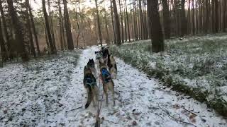 Spotkanie ze stadem jeleni. Psie zaprzęgi 10 Husky #jura #husky