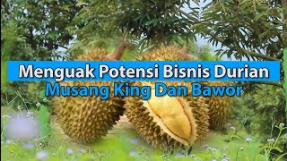 Menguak Potensi Bisnis Durian Musang King dan Bawor