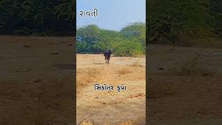 હા રાવતી હા