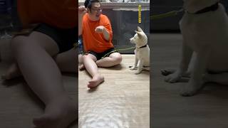 모쏠 재롱잔치 Korean man and jindo dog #doglover #trending #funny #anime #comedy #apt #kpop #gaming #cute