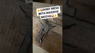 ⚠️WARNING⚠️ Moths are AGRESSIVE🚨