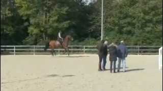 7yo gelding VIGO d'Arsouilles x  CALATO Z  FOR SALE