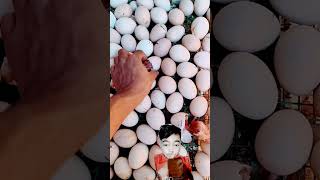 desi chuchi #shotrs #egg #chicks #birds #chicken #hatching #shotrs #food #afghanarmy #armypersonnel