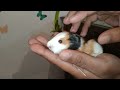 new born guinea pigs 7 cute babies vlog guineabunny