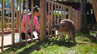 Kangaloom NOW OPEN! | Busch Gardens Tampa Bay