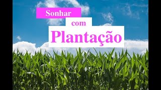 Sonhar com plantação significado