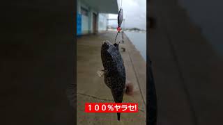 父と釣りして、釣れたのは…フグ😆