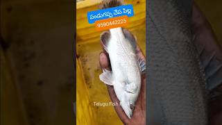 పండుగప్ప చేప పిల్ల | #Seabass #Pandugappa #Fish Seed 80 to 200 Grams Available | #TeluguFishHub #TFH