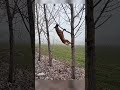 smart dog shows unbelievable stick retrieval skills a belgian malinois mastery