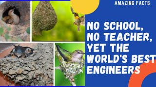 Amazing birds nest | Incredible skills of Birds | Kids Amazing Facts