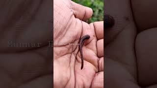 அட்டை பூச்சி .attai poochu at munnar tea plantation