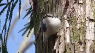 ゴジュウカラ Eurasian Nuthatch