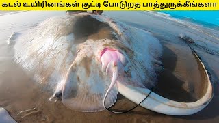 7 கடல் உயிரினங்கள் இனப்பெருக்கம் செய்யும் முறை||7 Sea creatures giving birth// iam2day