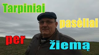 Mano tarpiniai pasėliai palikti per žiemą