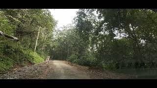 Kerala Forest Road ||സീതത്തോട് കാട്ടു വഴി||