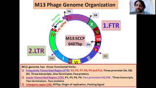 M13 Phage Genome Organization: Filamentous phage