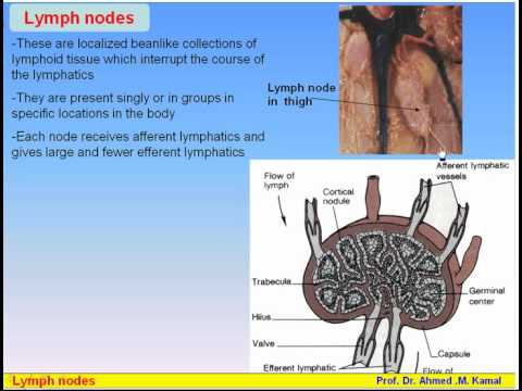 13 Lymphatic System 2 Lymph Nodes Anatomy Intro Dr Ahmed Kamal Youtube