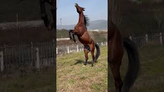 #horse #atlar #ccc #türkiyem #at #hırçın #keşfet #atlivestream  @summani5260  #ccc