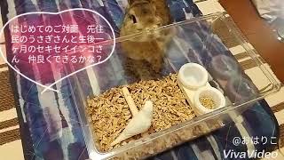 うさぎさんと生後一ヶ月のセキセイインコさんのはじめてのご対面