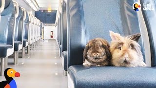 Bunnies Have The Best Lives And Go On Amazing Adventures - SUMBA \u0026 BURNY | The Dodo