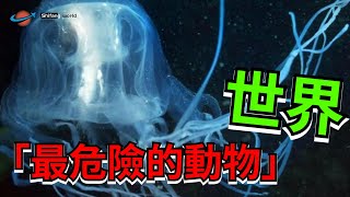 殺死人類最多的10種動物，最可怕的常伴我們身邊，顛覆你的認知#十方世界  #世界 #奇聞 #冷知識#國家#世界排名#top