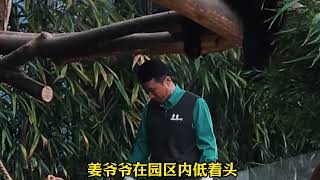 福宝续签是真的，前期做的犬瘟热病毒的抗原结果均为阴性 #福宝 #熊猫 #我们的熊猫宝宝被很多人爱着