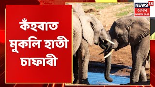 Kaziranga News | কঁহৰাত মুকলি হাতী চাফাৰী | Assamese News