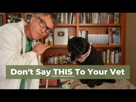 7 Things To Never Say To Your Vet Housepetscare
