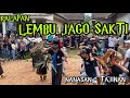 KALAPAN LEMBU JAGO SAKTI, GEDRUK PINDO BAWA DURI SALAK DI NANASAN TAJINAN