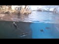 アドベンチャーワールド　ペンギン王国