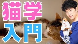 【DaiGo】猫学入門・懐かない保護猫との正しい向き合い方とは？【メンタリストDaiGo 質疑応答 切り抜き】