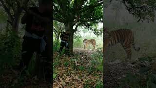 open tiger attack satakosia #tiger#shorts#viral
