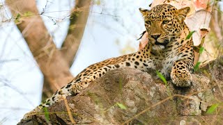 Canon 7D Mark II - Single Point Focus Tutorial for Wildlife Photography