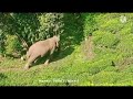 elephant near chokanad east division munnar subhi s channel