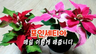 [환희사랑 VLOG]포인세티아 예쁘게 키워요/단일식물/포엽이 예쁜식물/크리스마스 꽃/거실정원