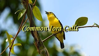 Bird Sound - Common Iora - Three Different Sweet Sounds with Koel Calls In Background