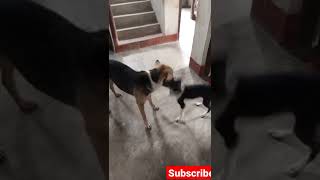 dogu brother boxing match with champions #babydog #brother #shorts